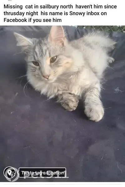 Lost male cat, Bantanga Crescent, Salisbury - long hair Silver tabby - photo