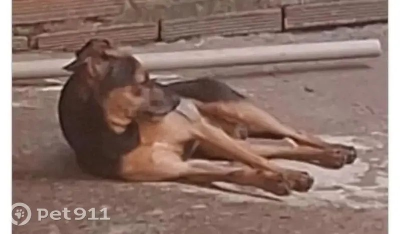Cachorro perdido Macho (brl002732) - photo