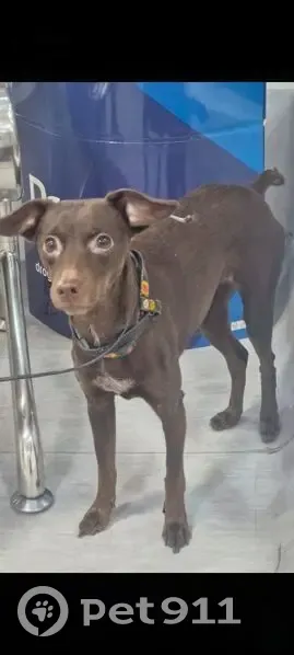 Cachorro encontrado Fêmea (brf002733) - photo