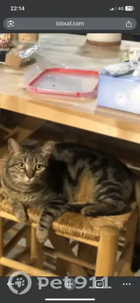 Gato perdido, El Camí de Rubió, 19, Reus - tiene una muesca en la oreja - photo