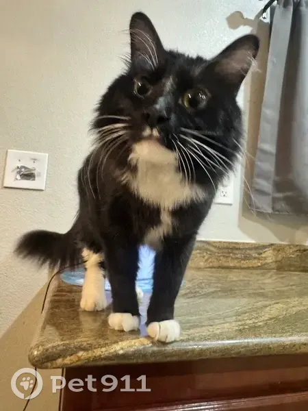 Lost male cat, Fireside Ranch Avenue, Las Vegas - black and white, very shy - photo