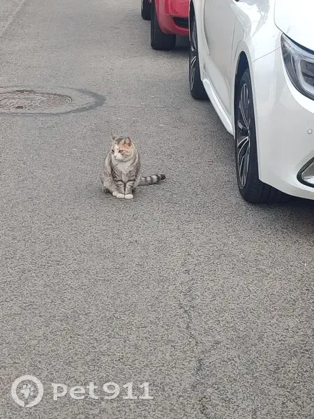 Encontrado gato, Calle Tomas Valcarcel, 21, Torrevieja - con collar rosa - photo