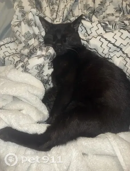 Lost cat, Andover Woods Drive, Charlotte - male with yellow eyes - photo