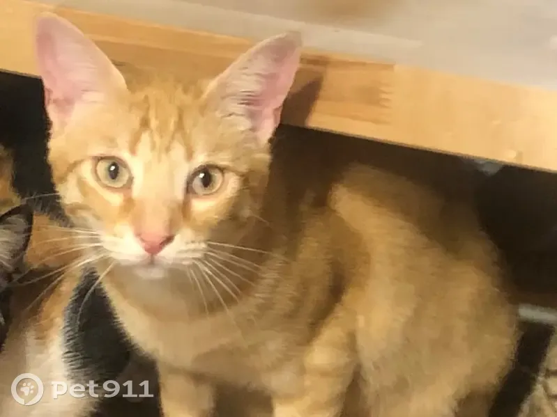 Perdido gato, El Camí de Rubió, 19, Reus - muy cariñoso y rubio claro - photo