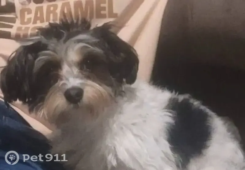 Lost dog, Corinth Road, Jonesboro - white with black spots - photo