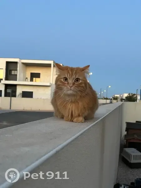 Chat perdu, Rue du Loriot, Sérignan - roux à poils longs - photo