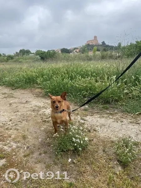 Perdido perro, Avenida de Borja, Magallón, Tudela - color canela, lleva collar - photo