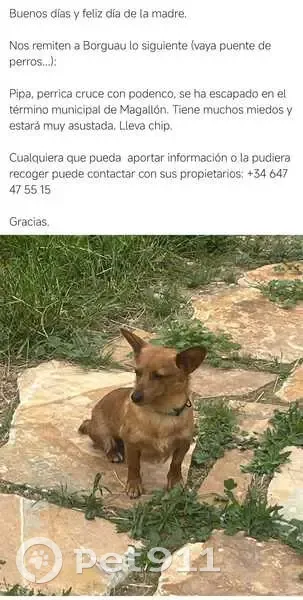 Perdido perro hembra, Calle Fórnoles, 4, Magallón, Tudela - mezcla de podenco - photo