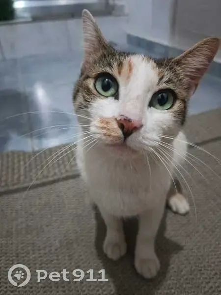 Gato encontrado Fêmea (brf002735) - photo
