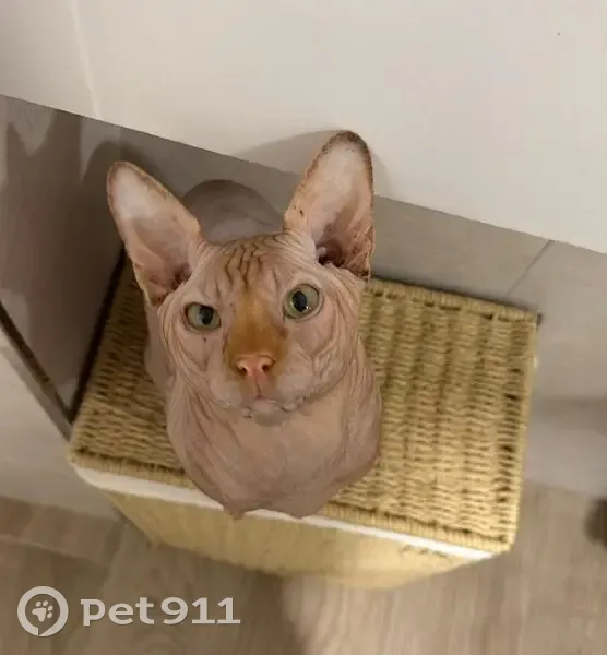 Perdido gato macho, Plaza de los Niños, Fuengirola - ojos verdosos - photo