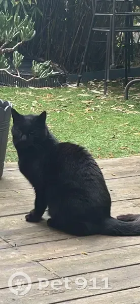 Chat perdu, Cachan, Île-de-France - mâle européen noir - photo