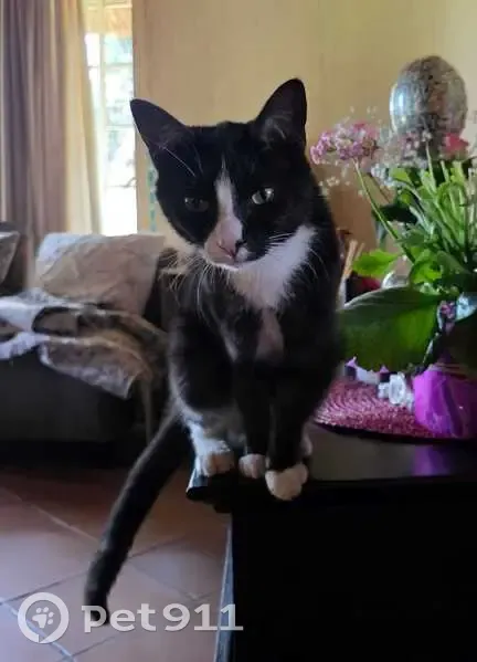 Lost cat, Berlyn Crescent, Roodepoort - dark grey and white - photo