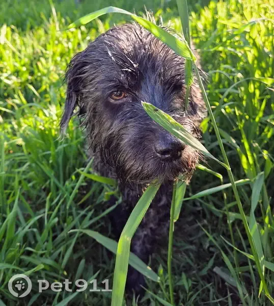 Lost dog, Adams Street Southwest, Ronan - black and grey, 16 years old - photo