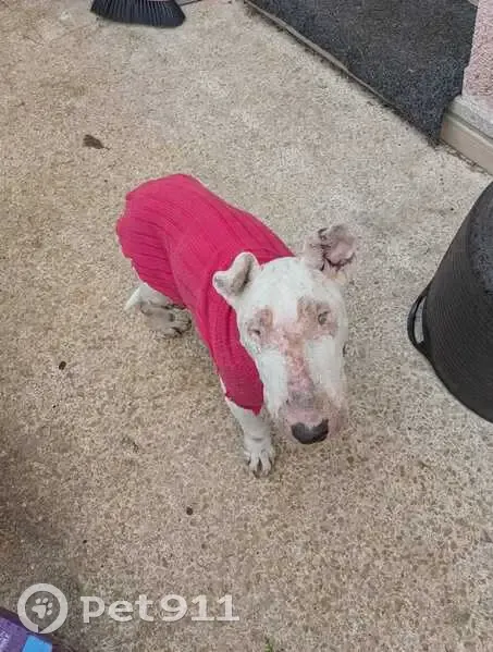 Perdido perro hembra, Dénia, Comunidad Valenciana - bull terrier blanca - photo