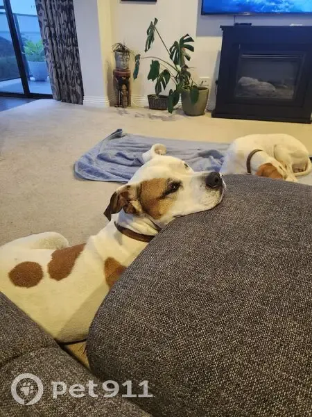 Lost dog, Cobrooga Drive, St Helens - male, white with brown patches - photo