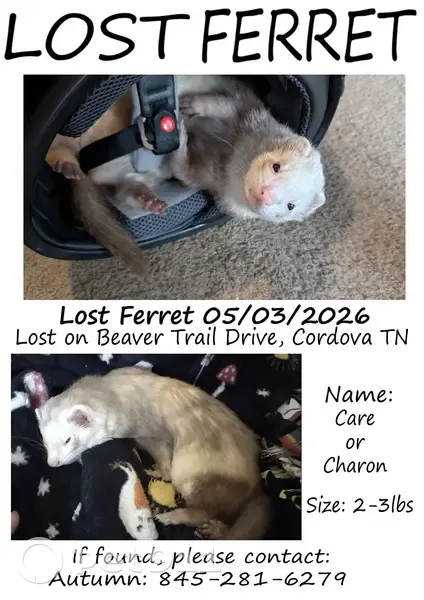 Lost bird, Beaver Trail Drive, Memphis - photo