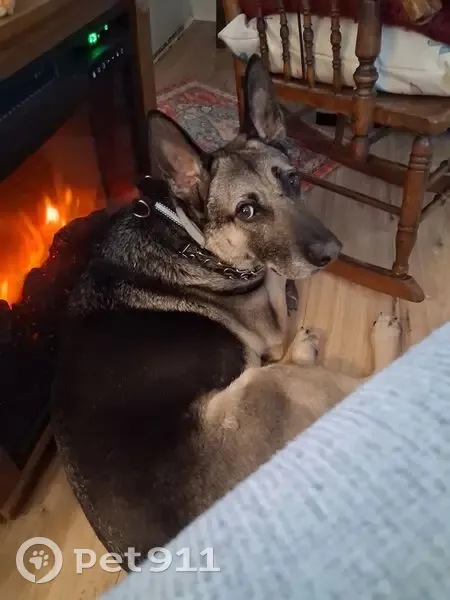 Lost dog, Knoll Crest Drive, 16, North Branford - black and tan shepherd markings - photo