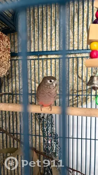 Lost bird, Uhlmann Road, Burpengary - male with brown wings and pink stomach - photo