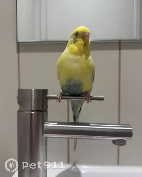 Found bird, Macaulay Road, Melbourne - yellow budgie with blue feathers - photo