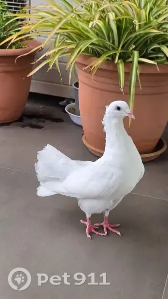 Encontrada ave, Carrer Antiga Travessera, 27, L'Hospitalet de Llobregat - paloma blanca - photo
