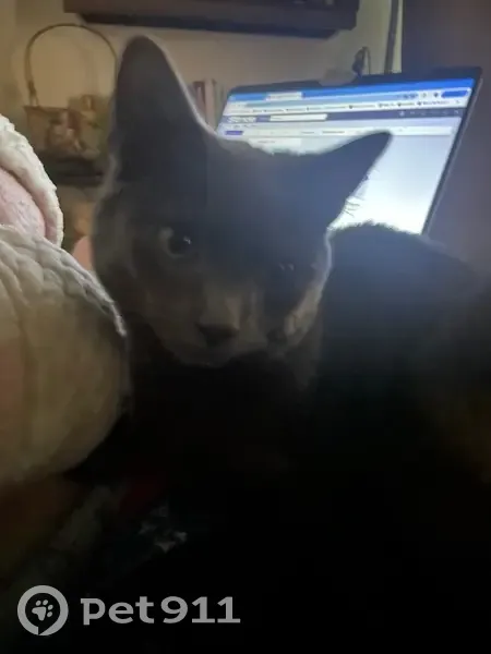 Lost male cat, Burns Avenue Northeast, Salem - dark grey with green eyes - photo