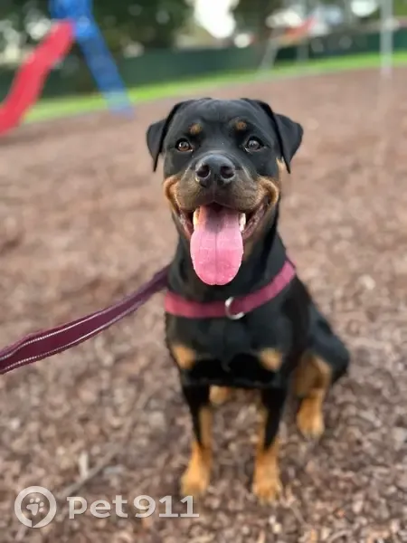 Lost dog, Richardson Road, 14, Port Stephens - female with purple/maroon collar - photo