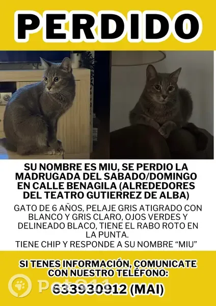 Perdido gato, Calle Benagila, Alcalá de Guadaíra, Sevilla - gris atigrado con rabo doblado - photo