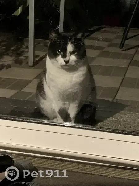 Chat disparu Fille, Argenteuil (fl592012) - photo