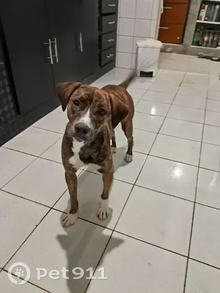 Cachorro encontrado Fêmea (brf002737) - photo