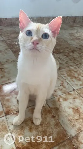 Gato desaparecido Macho (brl002740) - photo