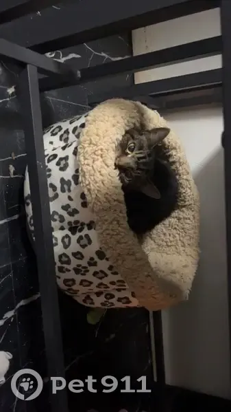 Lost cat, Dennis Drive, Lake Ronkonkoma - female with white belly and feet - photo