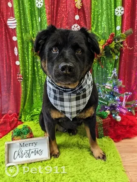 Lost dog, N Heaston Rd & Darlington Rd NW, Oklahoma 73014, Wichita - male rott/chow mix - photo