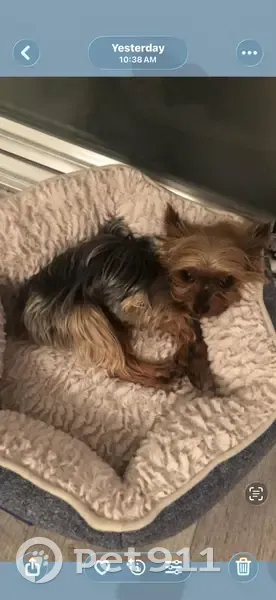 Lost dog, 54th Avenue, Queens - Yorkshire Terrier, female - photo