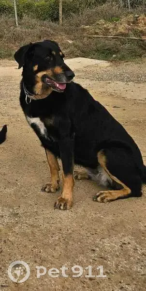 Perdido perro hembra, Calle Rodeo, 50, Santiponce, Camas - photo