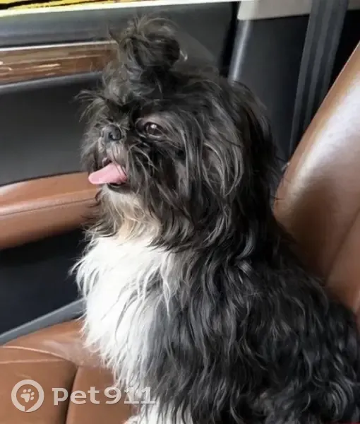 Perdido perro, San Pedro Tlaquepaque, Tlaquepaque - raza Shih tzu - photo