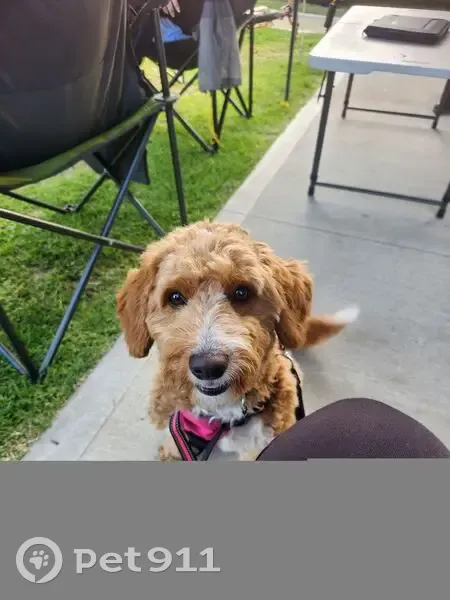 Lost dog, Oradala Court, Tea Tree Gully, Adelaide - female bordoodle - photo