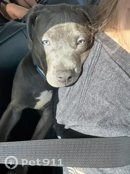 Lost dog, Prince, Beckley - female blue nose puppy - photo