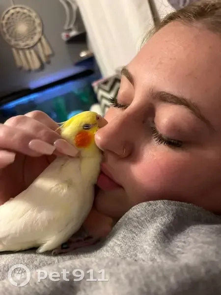 Lost bird, Mayer Street, West Bend - bright yellow female with orange cheeks - photo