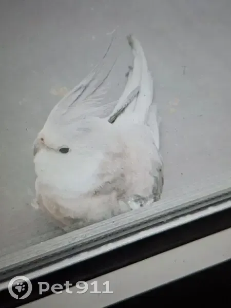 Oiseau trouvé, Avenue Henriette, Bagnolet - calopsitte gris clair - photo