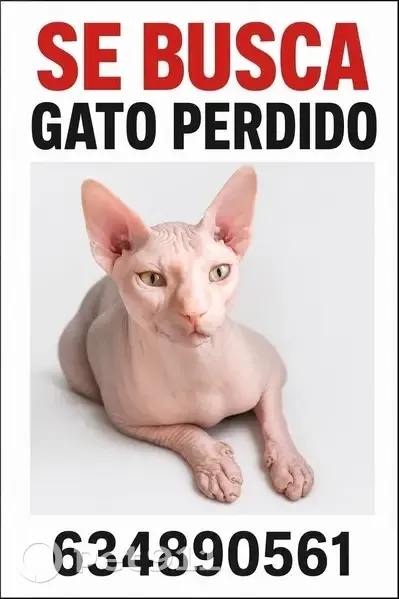 Perdido gato, Calle Antares, 14, Yuncos, Parla - Esfinge llamado Dexter - photo