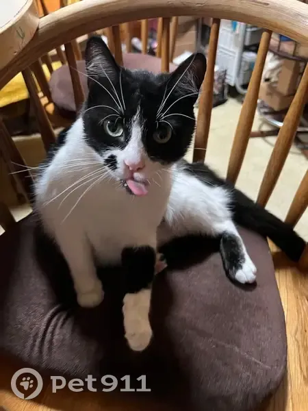 Lost cat, Northeast 20th Avenue, 4622, Portland - female, no collar - photo