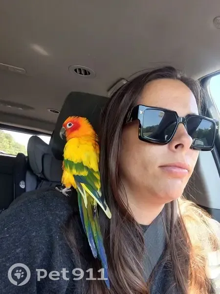 Missing bird Female, Cadiz (usl536530) - photo