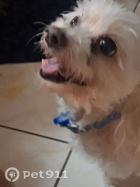Lost dog, Strathaird Street, Brisbane - white Maltese with blue collar - photo