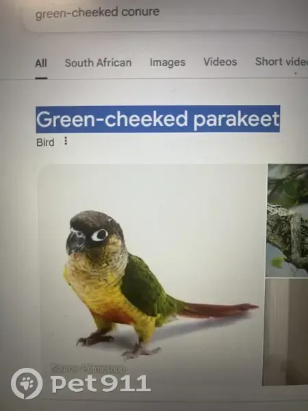 Found bird, Voortrekker Road, 155, Cape Town - green cheeked parakeet - photo