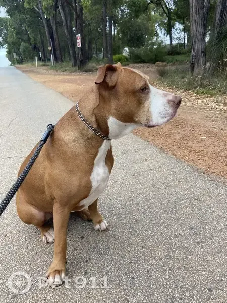 Lost dog, Liberton Road, Mundaring - female American Staffy - photo