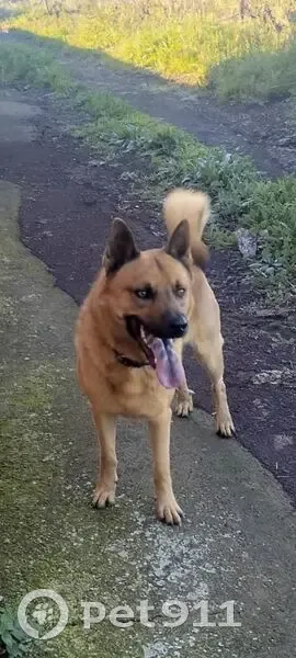 Perdido perro, Carretera Tejina - Tacoronte, Tacoronte - manchas azules en la lengua - photo