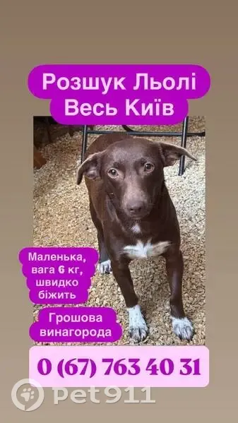 Зникла собака, проспект Червоної Калини, 7, Київ - коричнева з біленькими лапками - photo