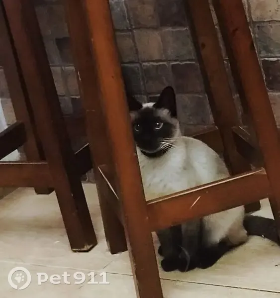 Perdido gato siamés, Calle Pajarita, Cartagena - castrado y lleva chip - photo