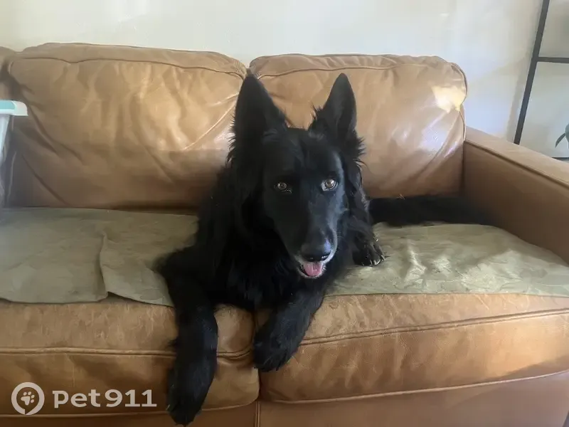 Lost dog, Grass Valley, Sacramento - female black shepherd, 12 years old - photo