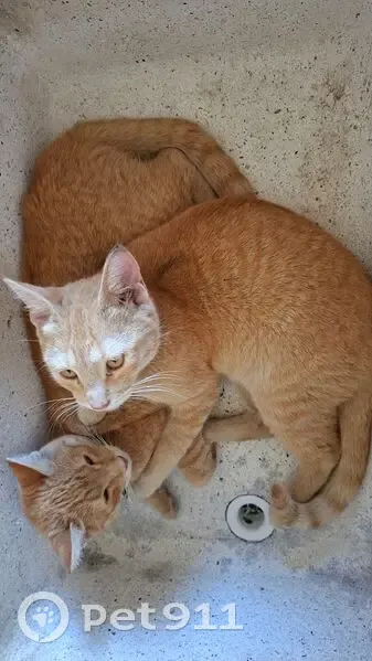 Perdido gato, Calle Xochitl, San Nicolás de los Garza - naranja/amarillo con anillos en la cola - photo